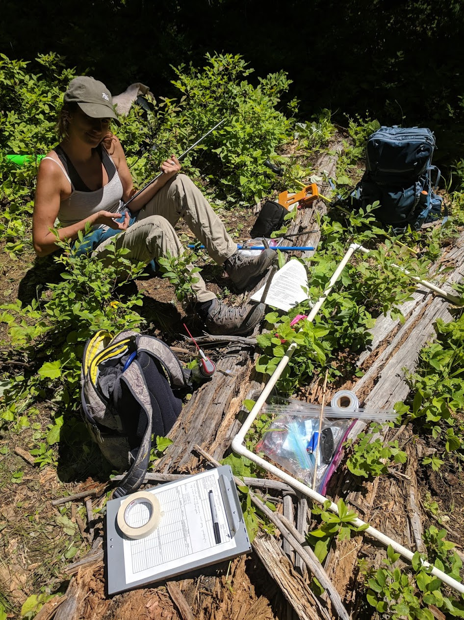 Manilles lyre - Oberlé Forest Equip